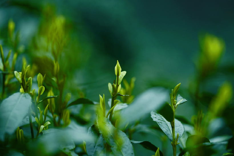 Hangzhou Private Day Trip by Bullet Train from Shanghai - Longjing Village Tea Culture: From Bush to Cup