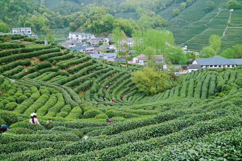 Hangzhou Private Day Trip by Bullet Train from Shanghai - Price and Value: What You’re Really Paying For