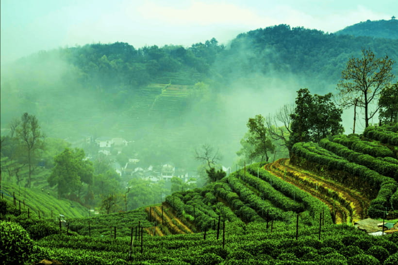 Hangzhou Private Day Trip by Bullet Train from Shanghai - Smart Tips Before You Go