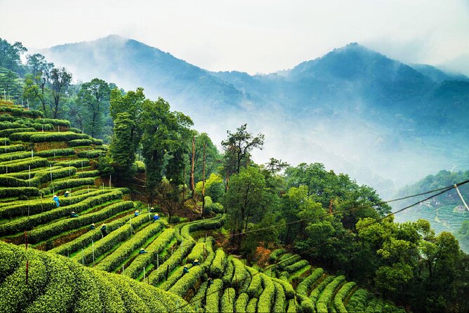 Private Hangzhou Day Tour from Shanghai by Bullet Train - What surprised me from real experiences (the good and the messy)