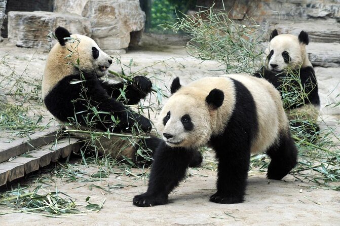 Private Transfer between Shanghai Zoo and City Hotels - Why private hotel transfer makes Shanghai Zoo feel easier