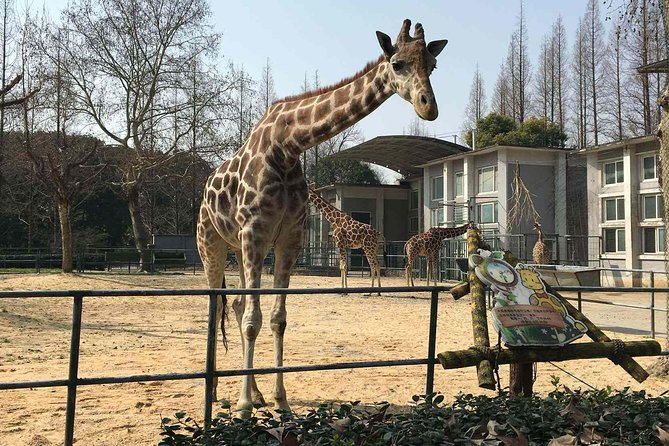Private Transfer between Shanghai Zoo and City Hotels - Your zoo time: self-guided animal viewing that stays flexible