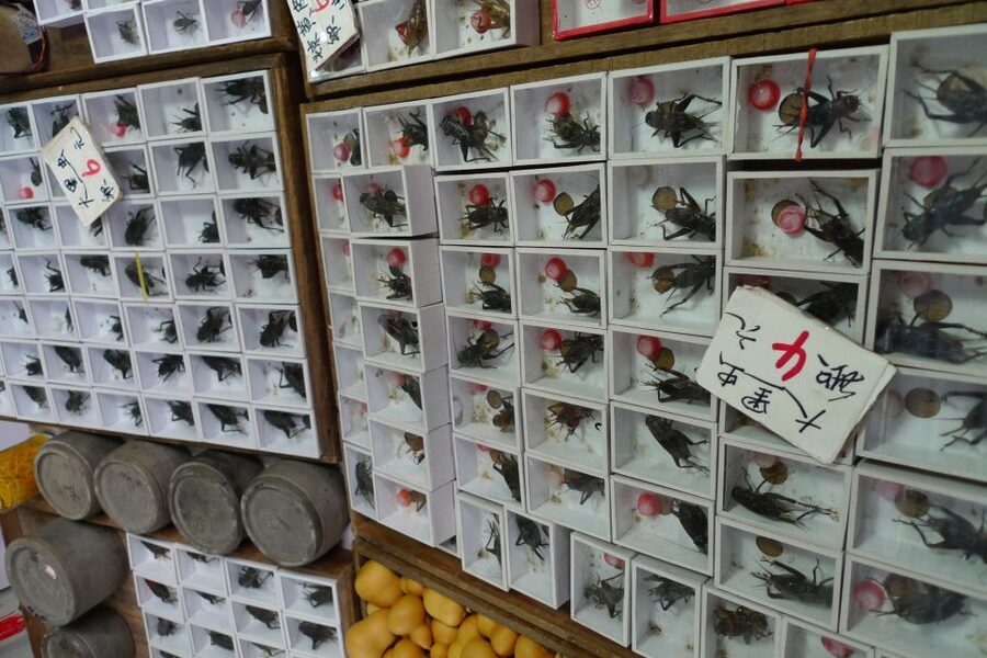 Shanghai: 3-Hour Old Shanghai City Tour - Walking Pace, Timing, and What to Do With Your Energy