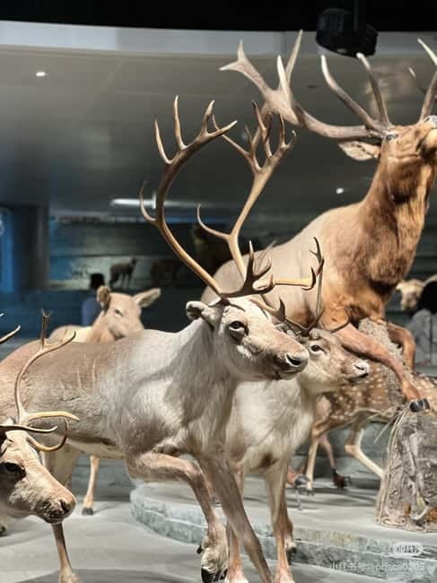 Shanghai: Natural Museum tickets with guide(optional) - Key highlights you’ll feel on the day