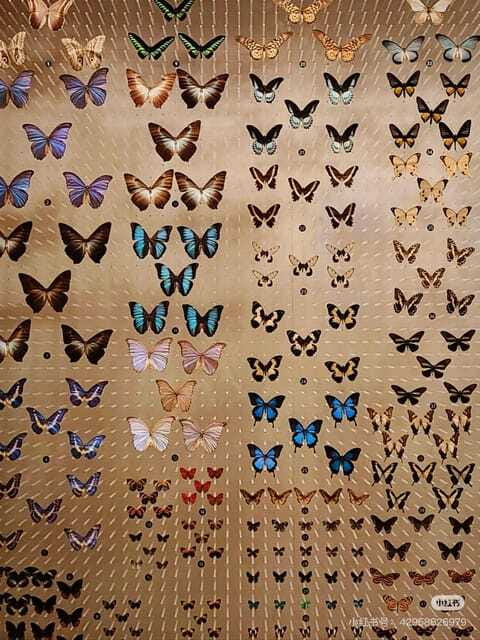 Shanghai: Natural Museum tickets with guide(optional) - Optional English guide: when it helps (and when it doesn’t)