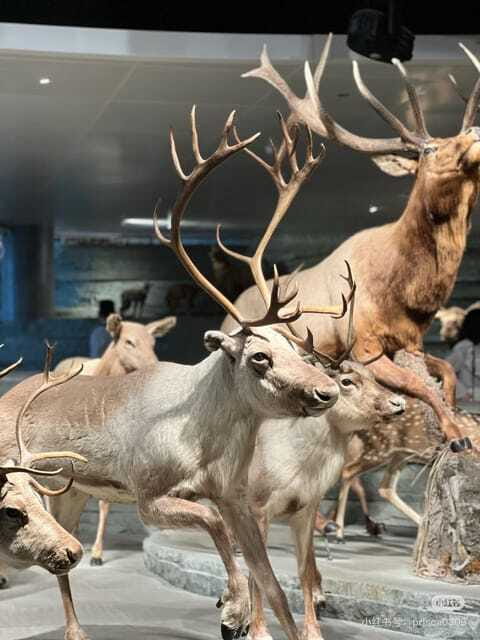Shanghai: Natural Museum tickets with guide(optional) - Practical rules that save your time (and your patience)
