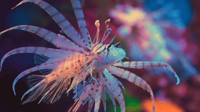 Shanghai: The Marine Wonders at Shanghai Ocean Aquarium - Key highlights to look for