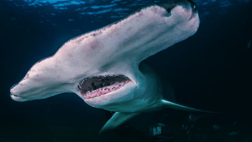Shanghai: The Marine Wonders at Shanghai Ocean Aquarium - Sharks, turtles, and the viewing angles that make it feel real