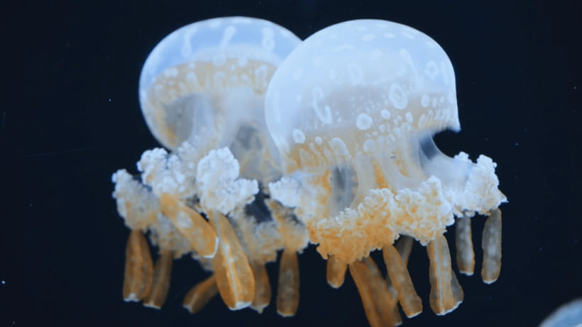 Shanghai: The Marine Wonders at Shanghai Ocean Aquarium - Interactive exhibits and live moments that keep energy up