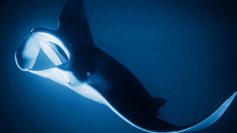 Shanghai: The Marine Wonders at Shanghai Ocean Aquarium - Tickets, timing, and the QR issue you should handle early