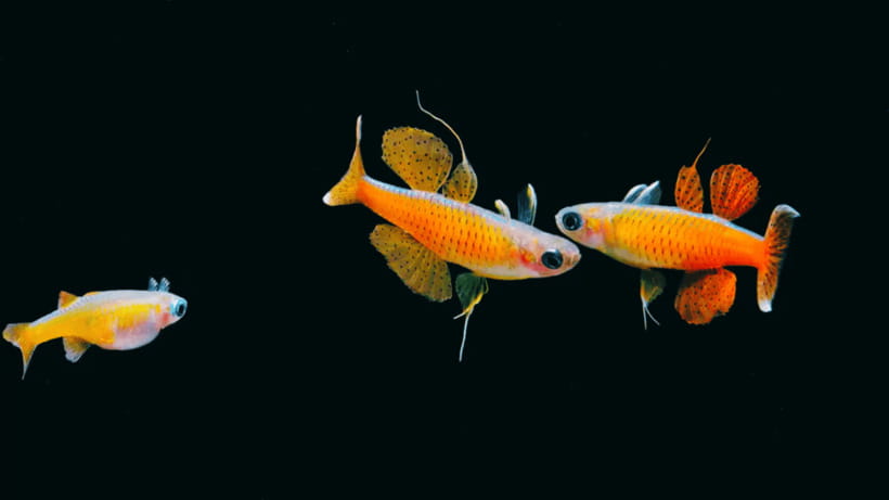 Shanghai: The Marine Wonders at Shanghai Ocean Aquarium - Who this aquarium experience is best for