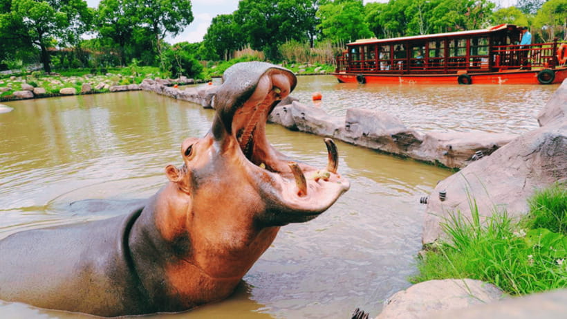 Shanghai: Wild Animal Park Ticket - Quick Hits