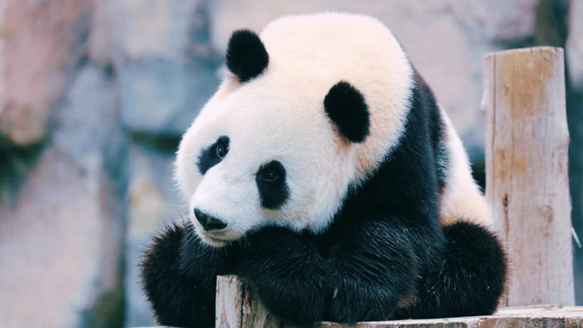 Shanghai: Wild Animal Park Ticket - Ticket Value and What the Day Is Really Built Around