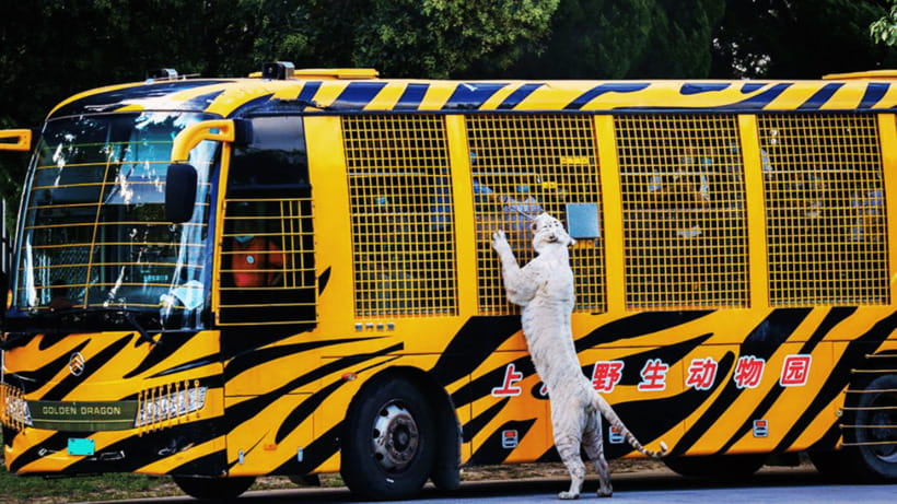 Shanghai: Wild Animal Park Ticket - Self-Drive Safari Area: The Real Star of the Ticket