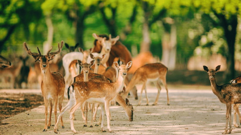 Shanghai: Wild Animal Park Ticket - Zoo Time: Pandas, Giraffes, and White Tigers in One Day