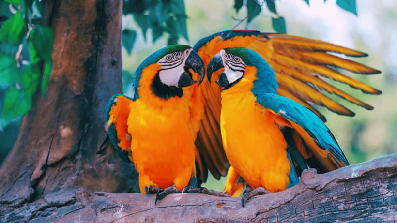 Shanghai: Wild Animal Park Ticket - Animal Shows and Conservation: Fun With a Purpose