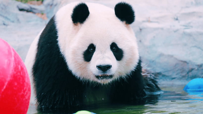 Shanghai: Wild Animal Park Ticket - Interactive Fun: Feeding, Camel Rides, and Staying on the Right Side of the Rules