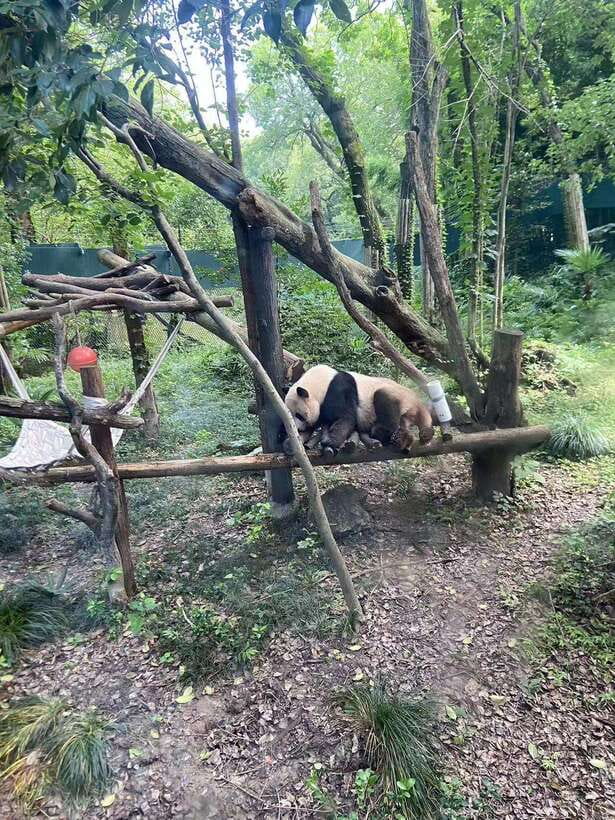 Shanghai: Zoo and Zhujiajiao Water Town Tour with Boat Ride - Quick tips to make it smoother