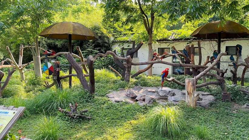 Shanghai: Zoo and Zhujiajiao Water Town Tour with Boat Ride - How the day flows: Zoo to Zhujiajiao with door-to-door transport
