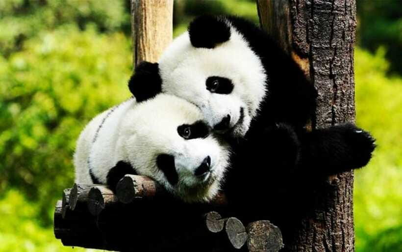 Shanghai: Zoo and Zhujiajiao Water Town Tour with Boat Ride - Who this tour suits best in Shanghai