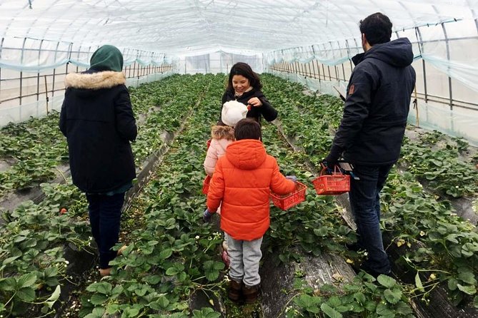 Zhujiajiao Water Town Private Tour with Local Farm Visit and Fruit Picking - The local farm visit and fruit picking (half-kilo included)