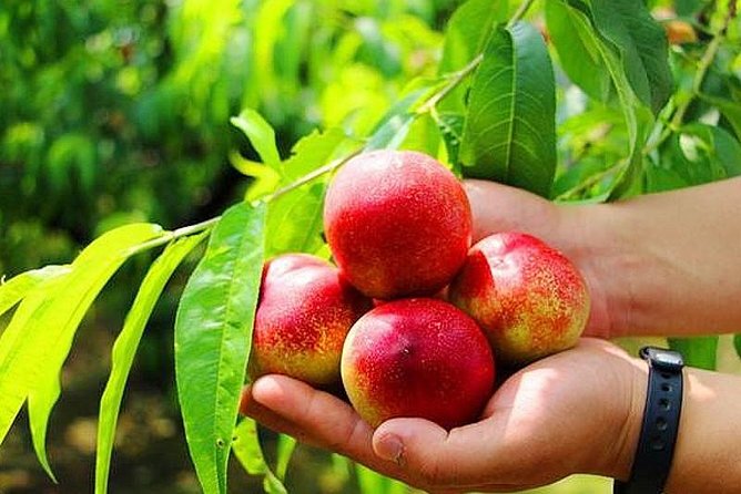 Zhujiajiao Water Town Private Tour with Local Farm Visit and Fruit Picking - Optional canal boatride: worth it if you want the extra angle